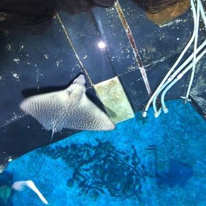 Meet your Posher, Dane